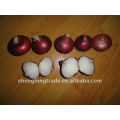 chinese fresh red shallot onion